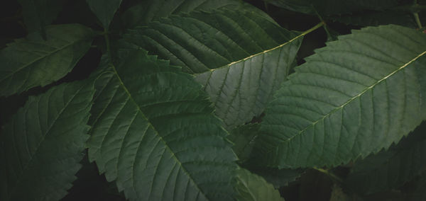 Full frame shot of fresh green leaves