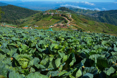 Scenic view of agricultural field