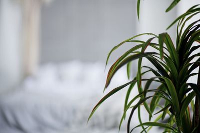 Close-up of potted plant