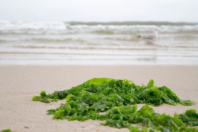 Scenic view of sea shore