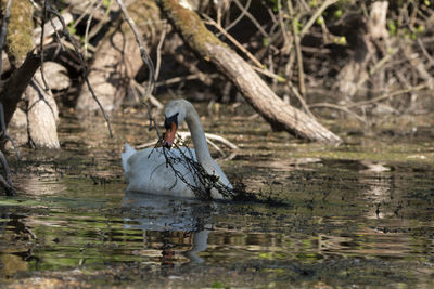 Boy in lake at forest