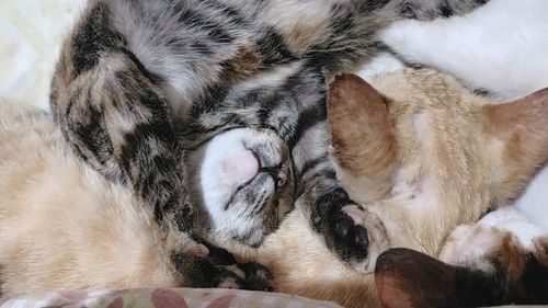 Close-up of cat sleeping