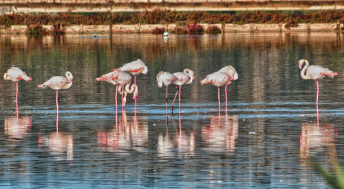 Flock of birds in lake