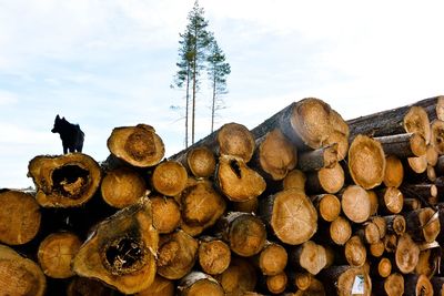 Stack of logs against sky