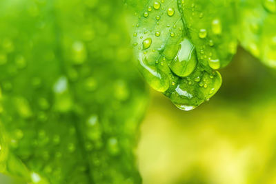 Close-up of water drops on plant leaves