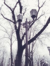 Low angle view of bare tree against sky