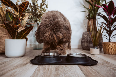 Potted plant on table