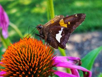 Close-up of butterfly on purple flower