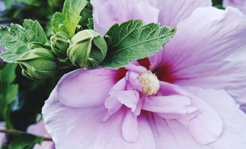 Close-up of pink flower blooming outdoors