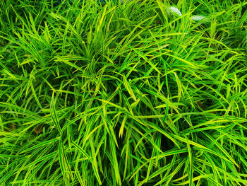 Full frame shot of fresh green field