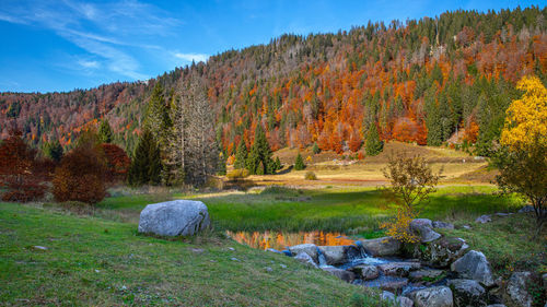 Scenic view of trees during autumn against sky