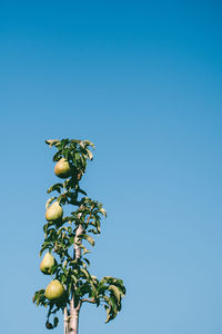 Low angle view of pear tree growing against clear blue sky