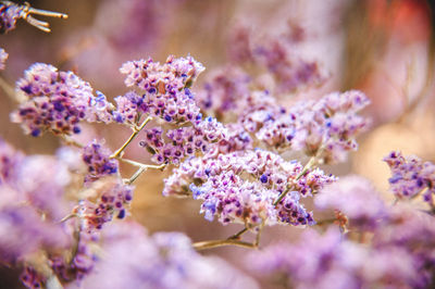 Close-up of purple flowering plant