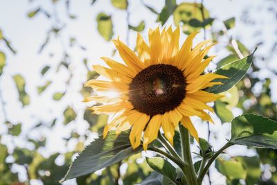 Close-up of sunflower