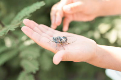 Kid hand holding cicada cicadidae flying chirping insect or bug or beetle. child exploring