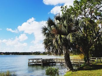 Palm trees by plants against sky