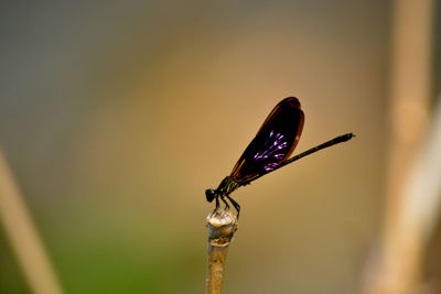 Close-up of butterfly on leaf