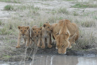 Lions by lake