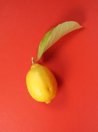 Close-up of lemon against yellow background