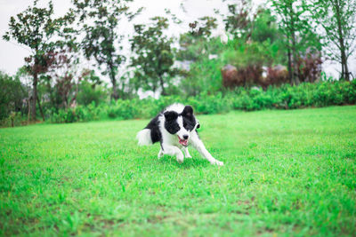 Border collie running