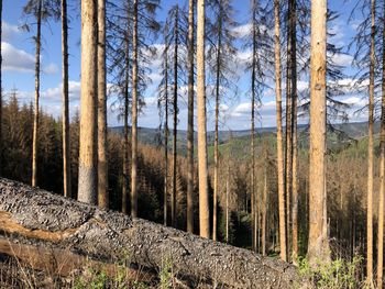 Pine trees in forest against sky