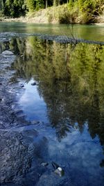 Reflection of trees in water