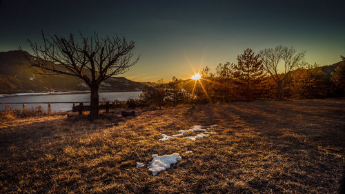 Bare trees on field against sky during sunset