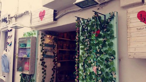 Potted plants on wall of building