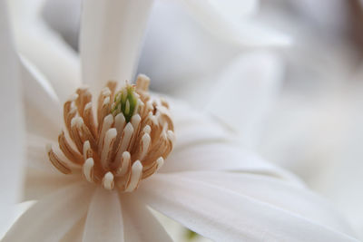 Close-up of white rose