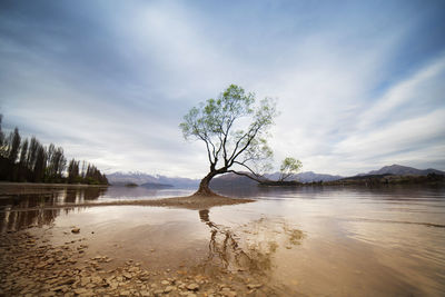 The famous willow tree in wanaka during sunset.that wanaka tree during sunset.