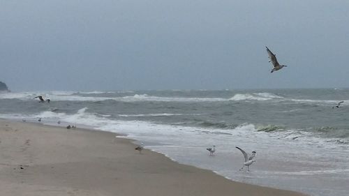 Seagulls flying over beach against sky