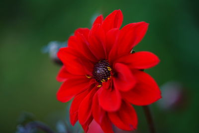 Close-up of insect on red flower