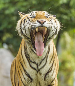 Close-up of a tiger