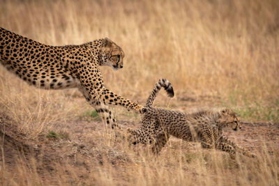 Cheetahs on field in forest