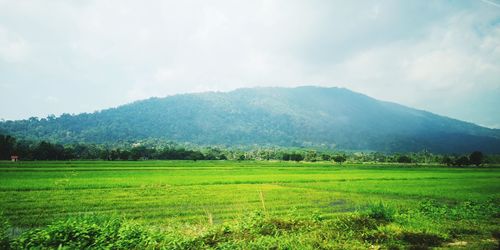 Scenic view of field against sky