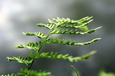 Close-up of fern