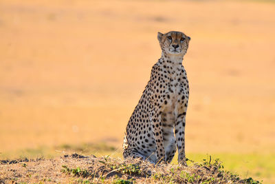 View of a cat looking away