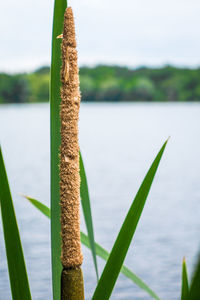 Close-up of plant growing by lake against sky