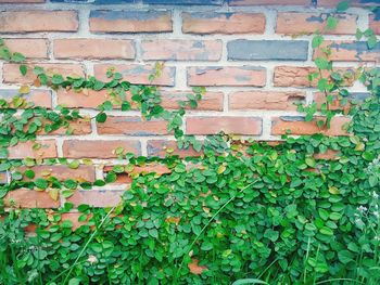 Full frame shot of ivy on brick wall