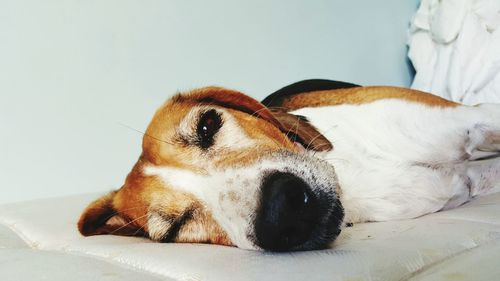 Close-up of dog sleeping on bed at home
