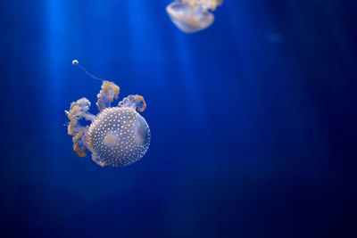 Close-up of jellyfish in sea