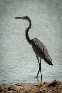 Gray heron on the beach