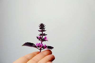 Close-up of human hand holding purple flowers against white background