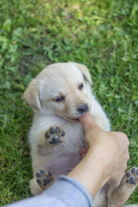 Close-up of hand holding puppy