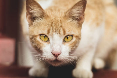 Close-up portrait of a cat