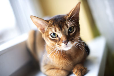 Closeup head of clumsy abyssinian cat in front portrait with curious face