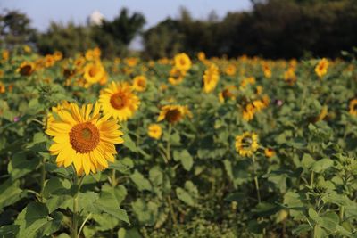 Close-up of yellow flowering plants on field