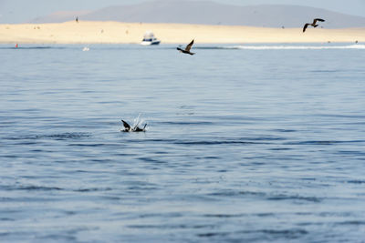 Birds flying over sea against sky