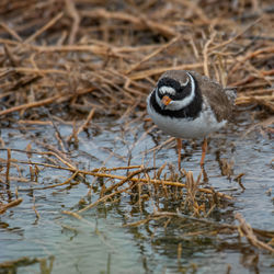 High angle view of bird perching on snow