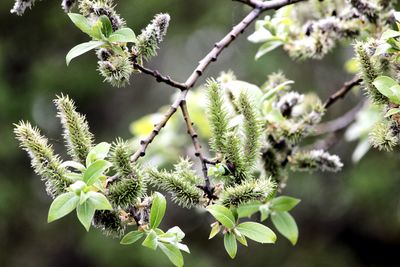 Close-up of plant growing on tree